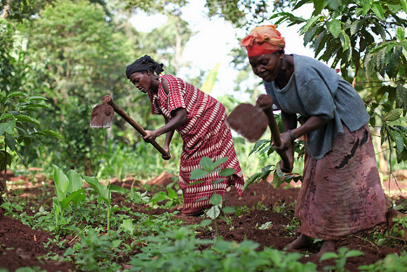 Women tend crops on a farm in Uganda
