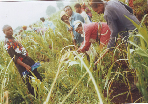 Work in a corn field as part of a CODHAS programme to improve relations between different ethnic groups in North Kivu.