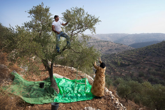 Farmers harvest olives in Galilee. Image credit Jabalna